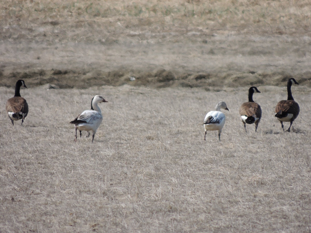 ハクガン - ML644763104