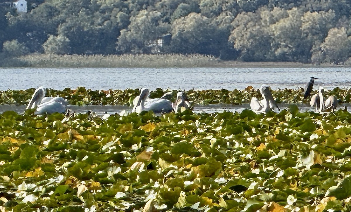 卷羽鵜鶘 - ML644763108