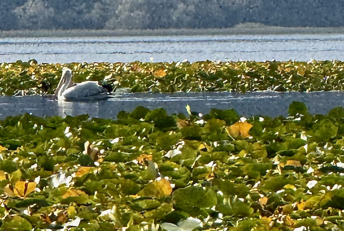 卷羽鵜鶘 - ML644763118