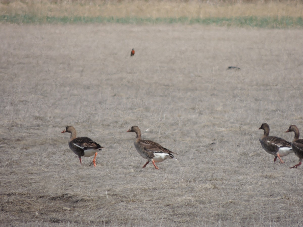 マガン - ML644763120