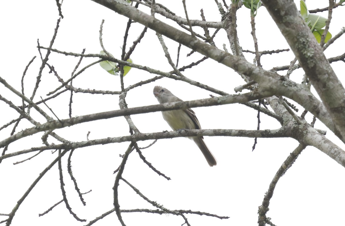 Yellow-bellied Elaenia - ML644763126