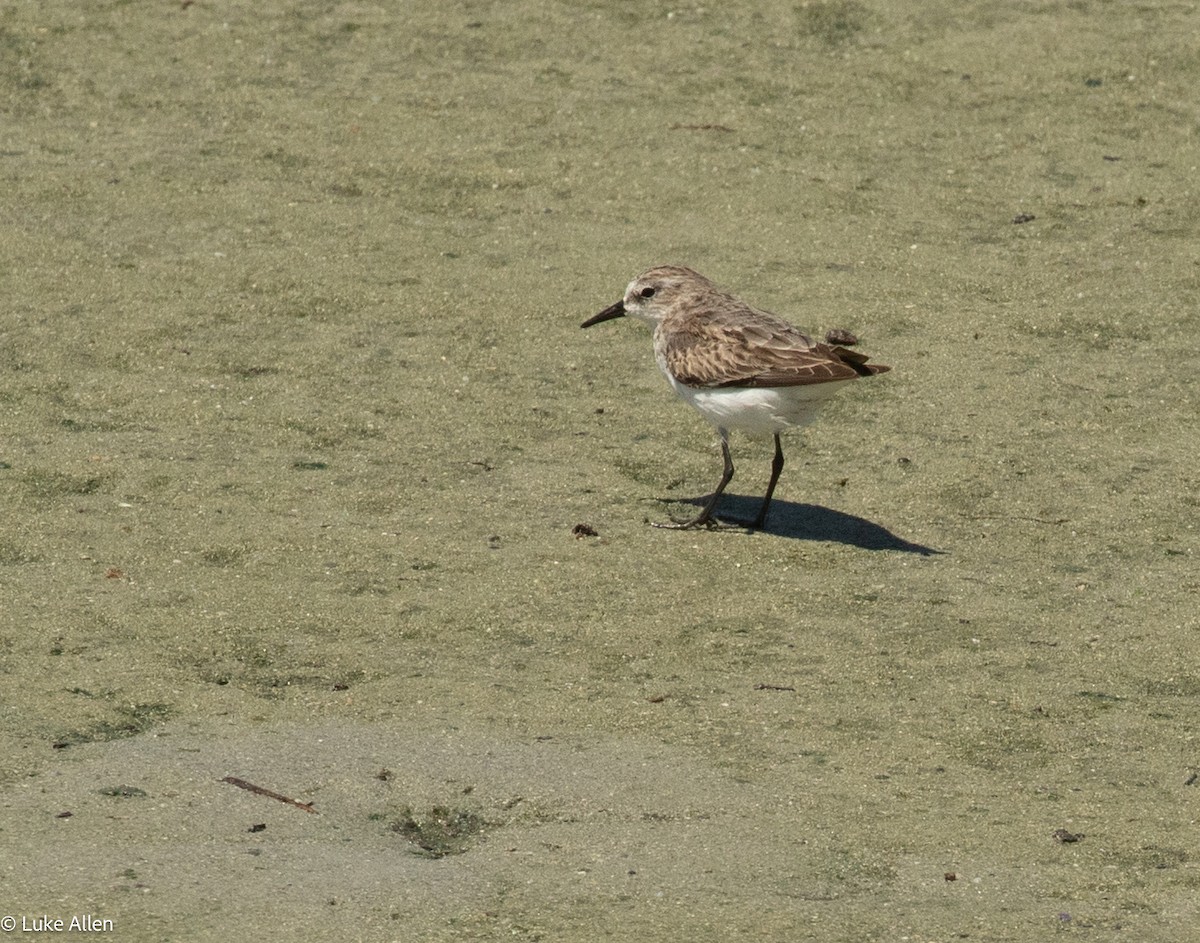 Little Stint - ML644763130