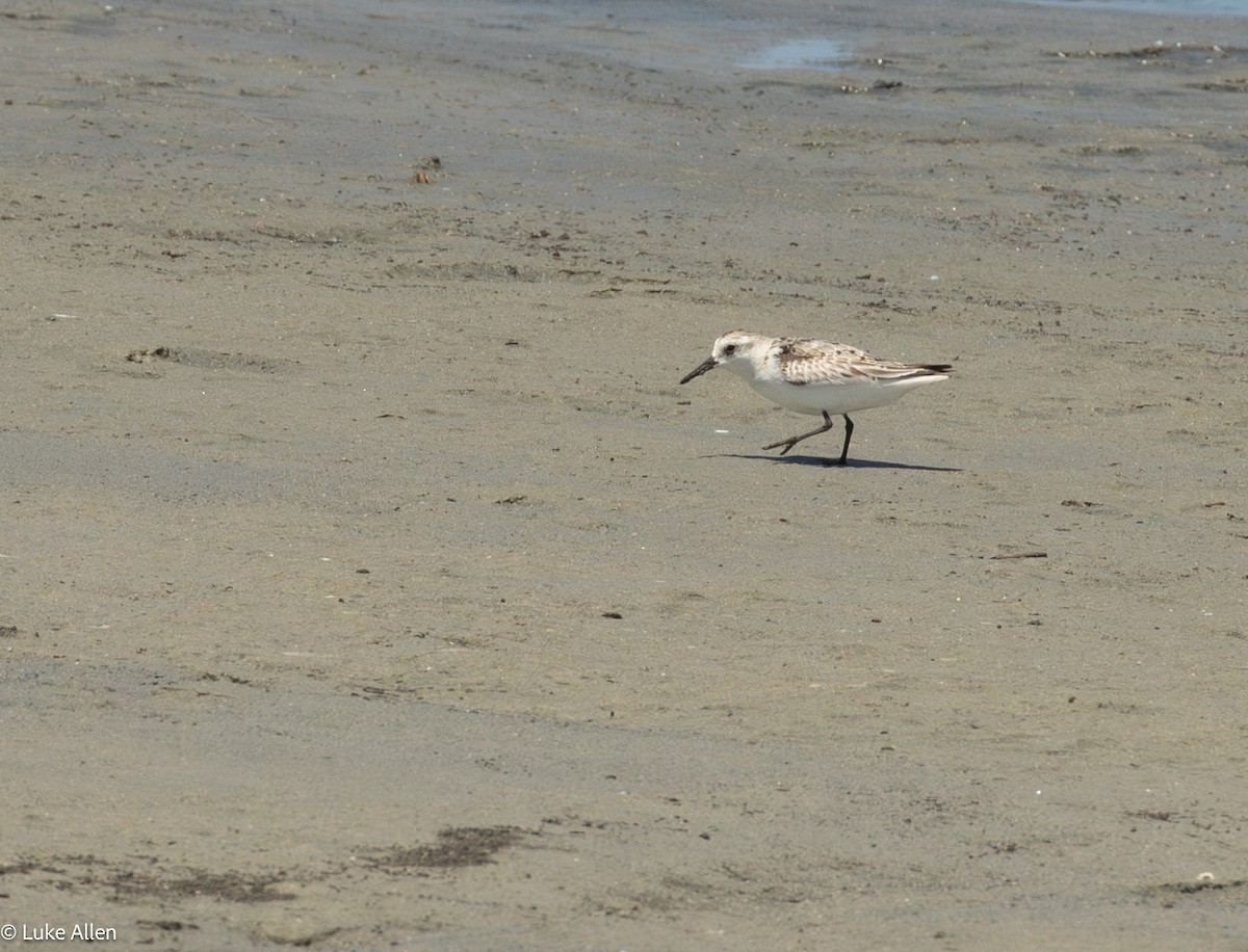 三趾濱鷸 - ML644763132