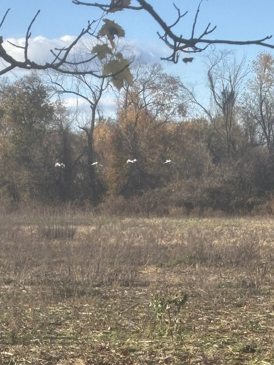 Sandhill Crane - ML644763138