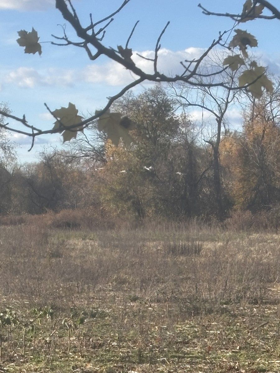 Sandhill Crane - ML644763139