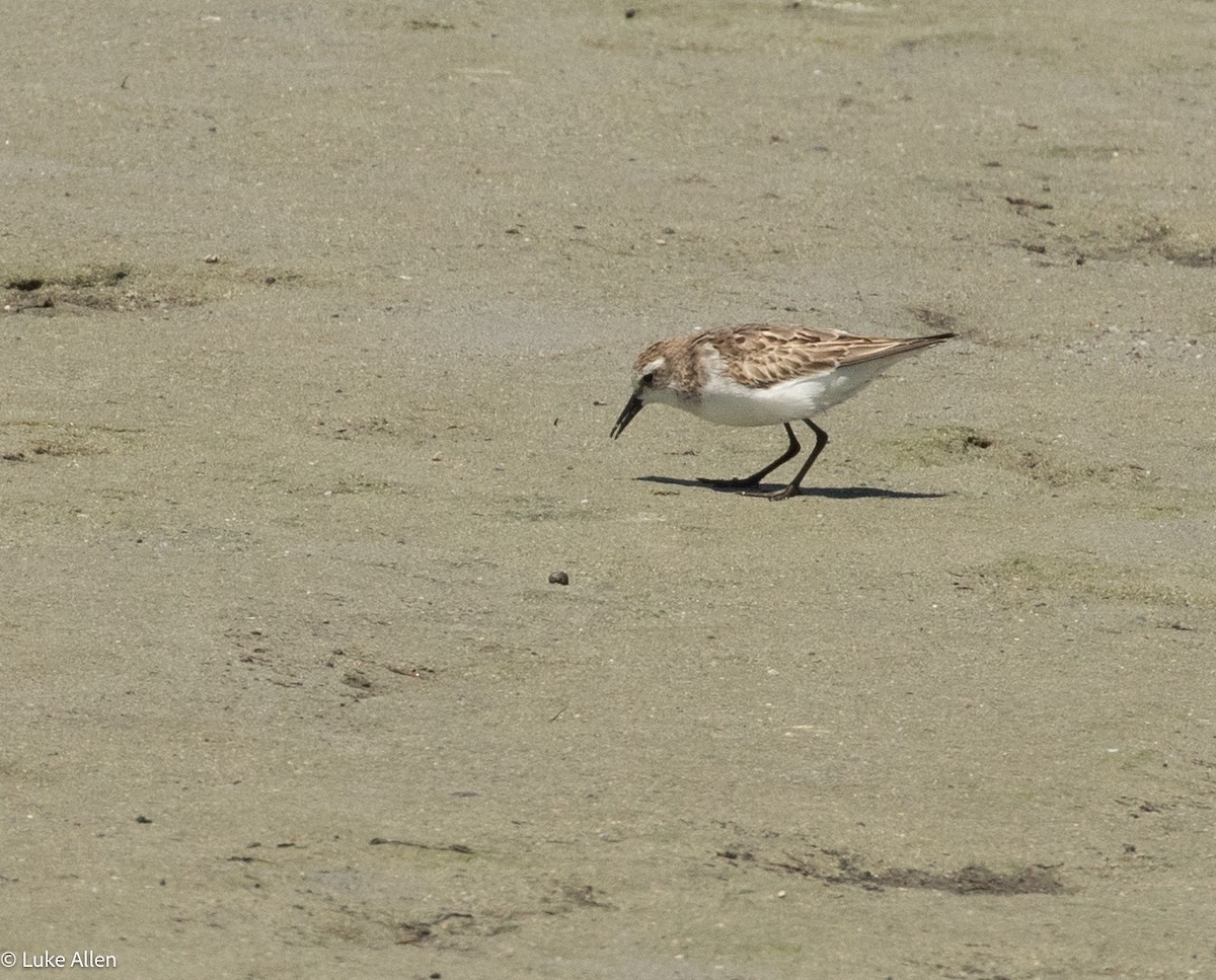 Little Stint - ML644763140