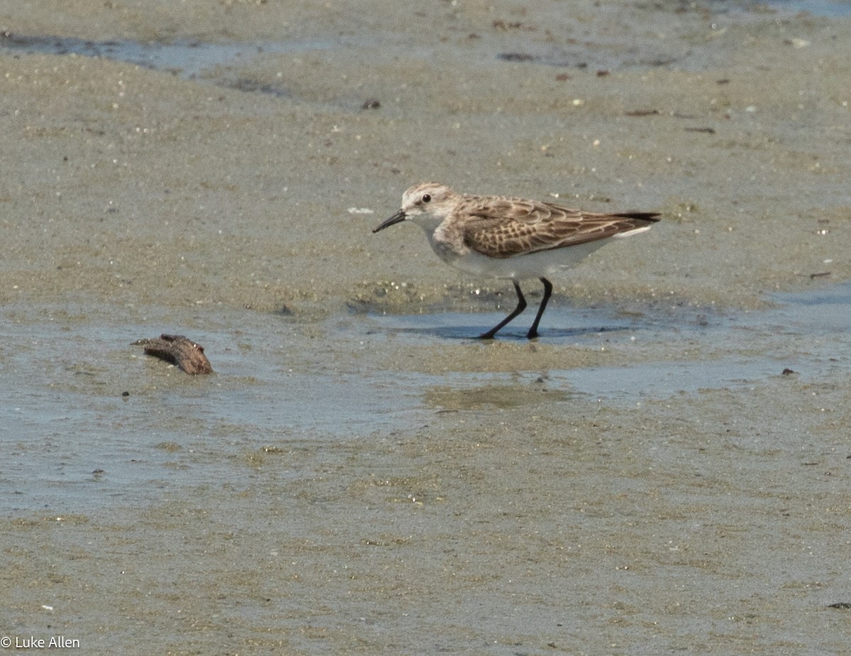 Little Stint - ML644763142