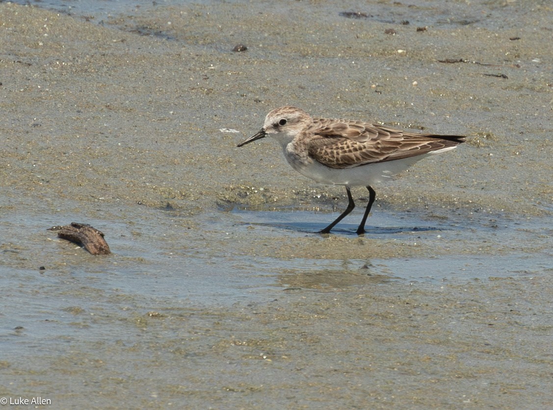 Little Stint - ML644763149