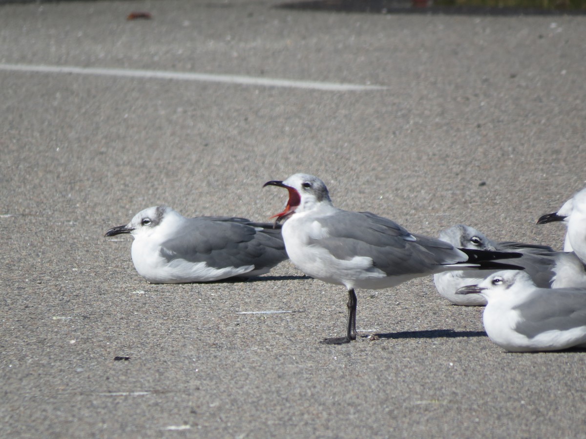 Laughing Gull - ML644763155