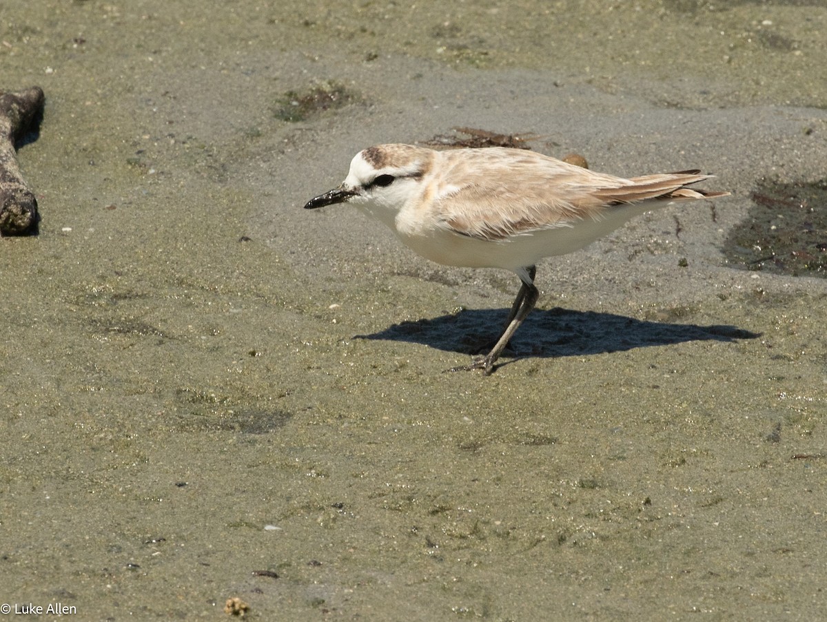 White-fronted Plover - ML644763157