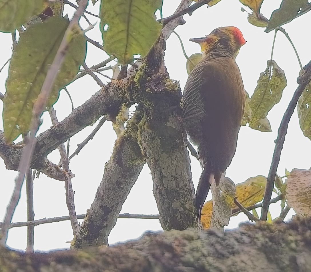 White-browed Woodpecker - ML644763179