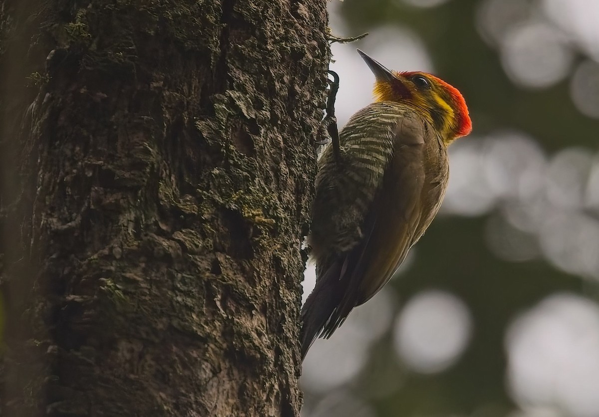 White-browed Woodpecker - ML644763180