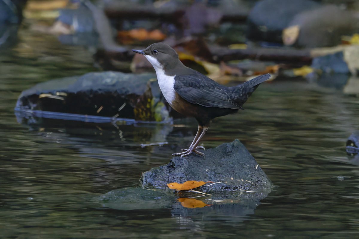White-throated Dipper - ML644763183