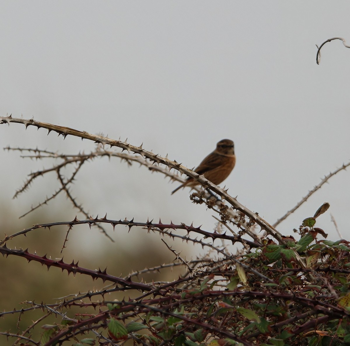 Трав'янка чорноголова - ML644763206