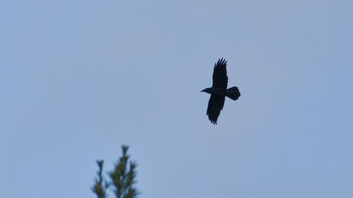 עורב שחור - ML644763208