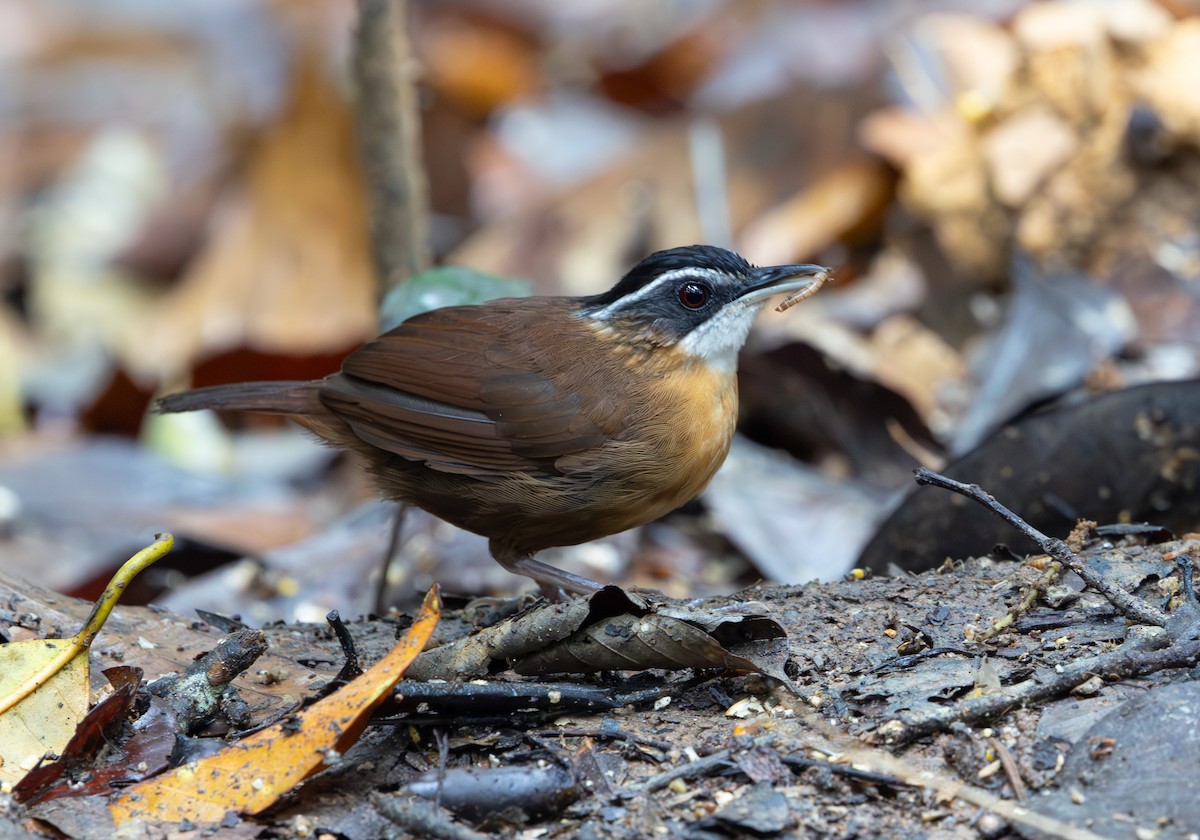 Bornean Black-capped Babbler - ML644763210