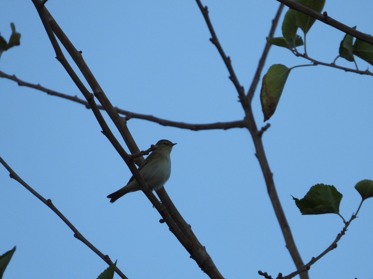 Mosquitero Común - ML644763211