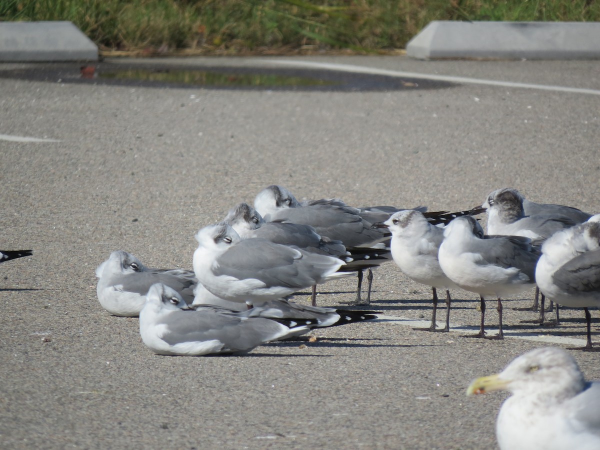 Laughing Gull - ML644763213