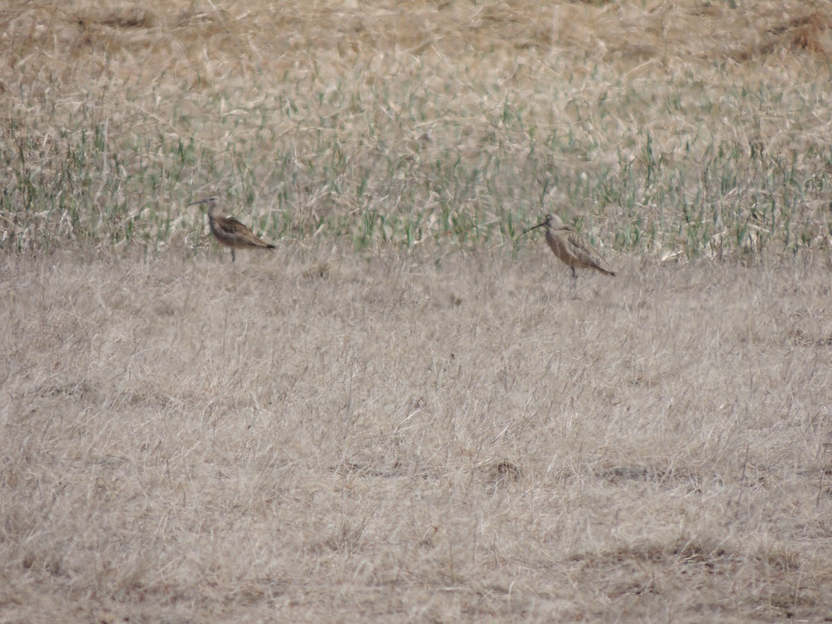 アメリカダイシャクシギ - ML644763214