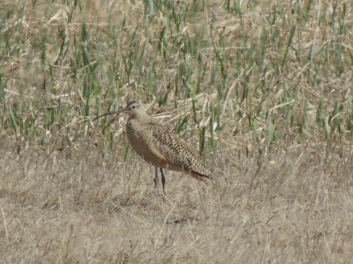 アメリカダイシャクシギ - ML644763215