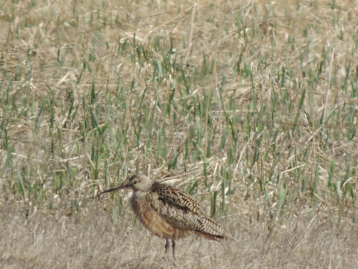 アメリカダイシャクシギ - ML644763216