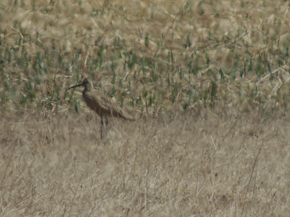 アメリカダイシャクシギ - ML644763217