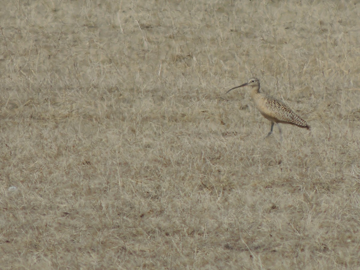 アメリカダイシャクシギ - ML644763218