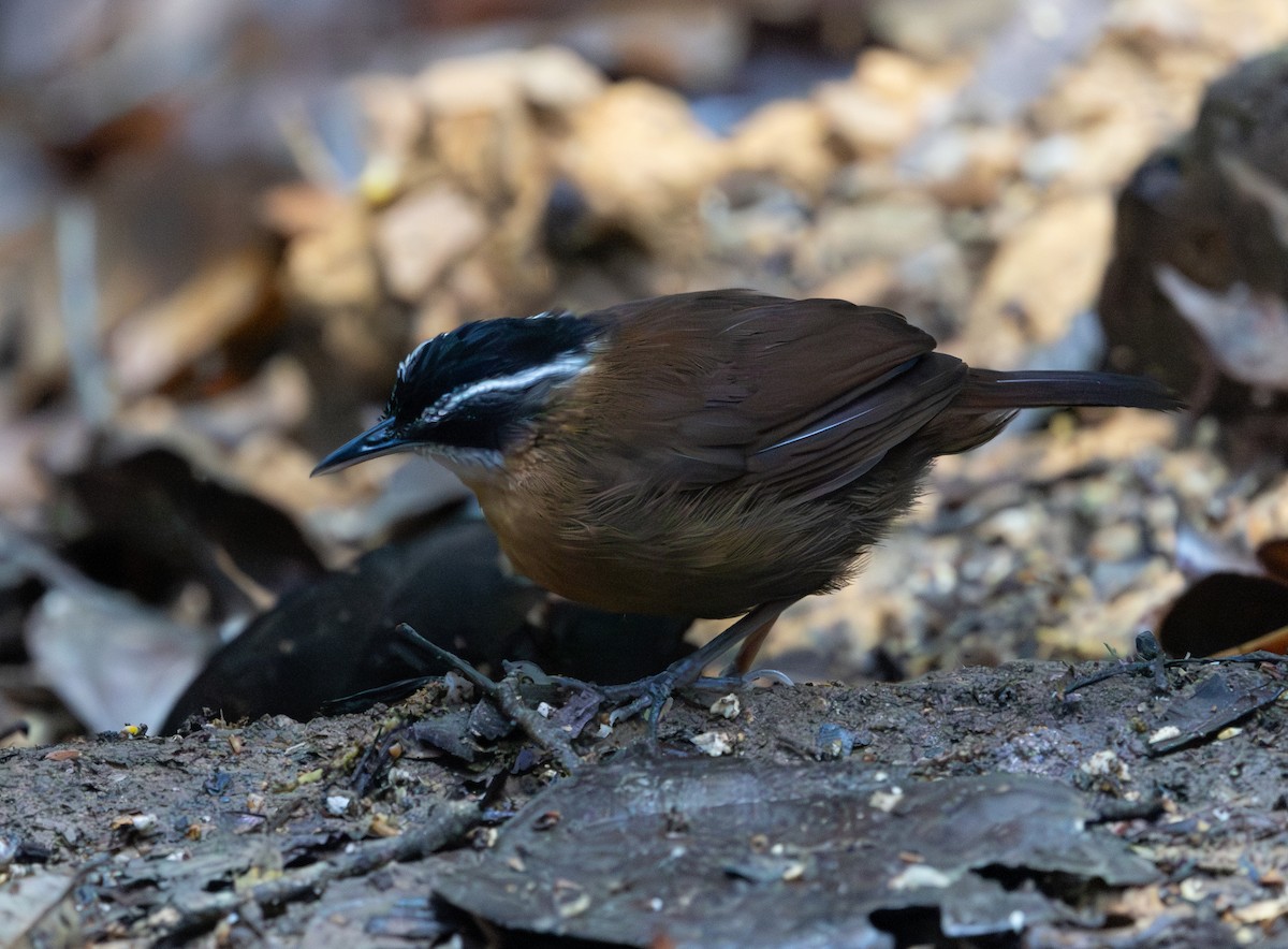 Bornean Black-capped Babbler - ML644763227