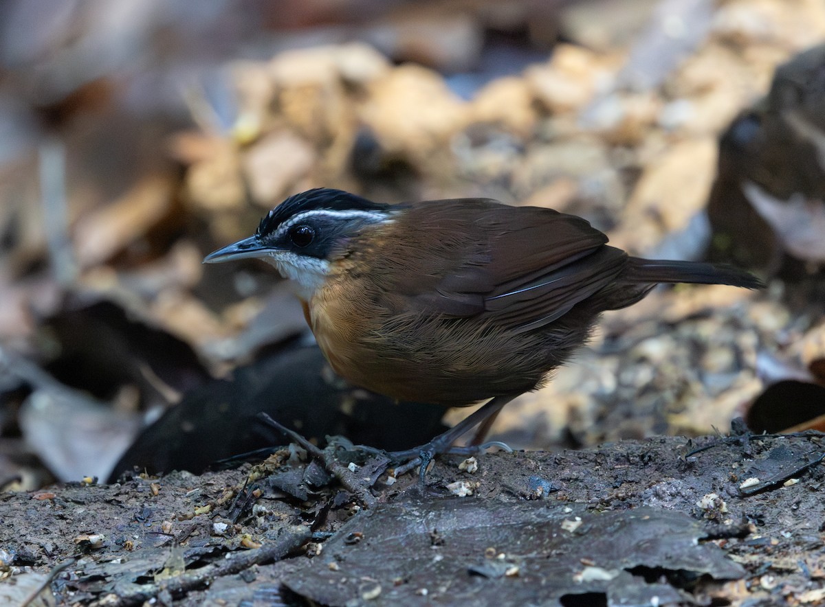 Bornean Black-capped Babbler - ML644763229