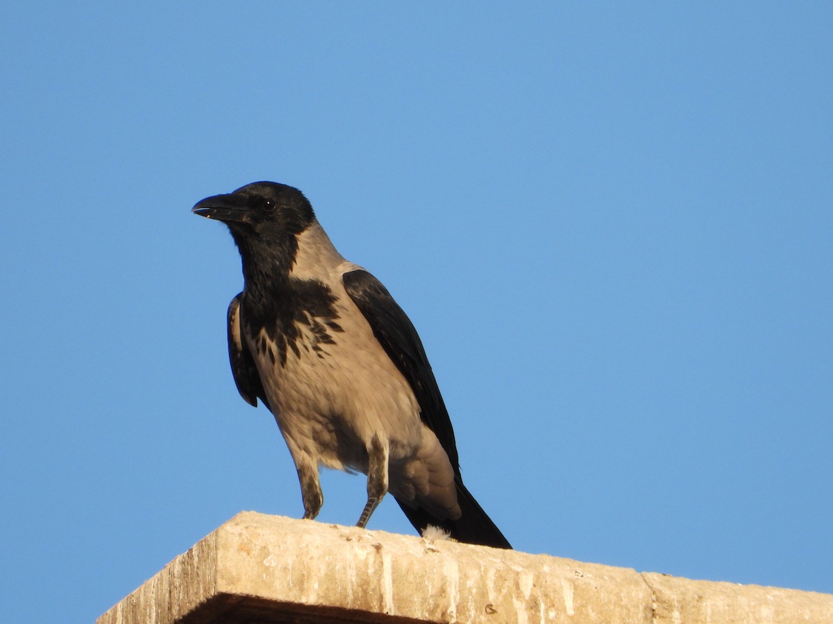 Leş Kargası - ML644763231