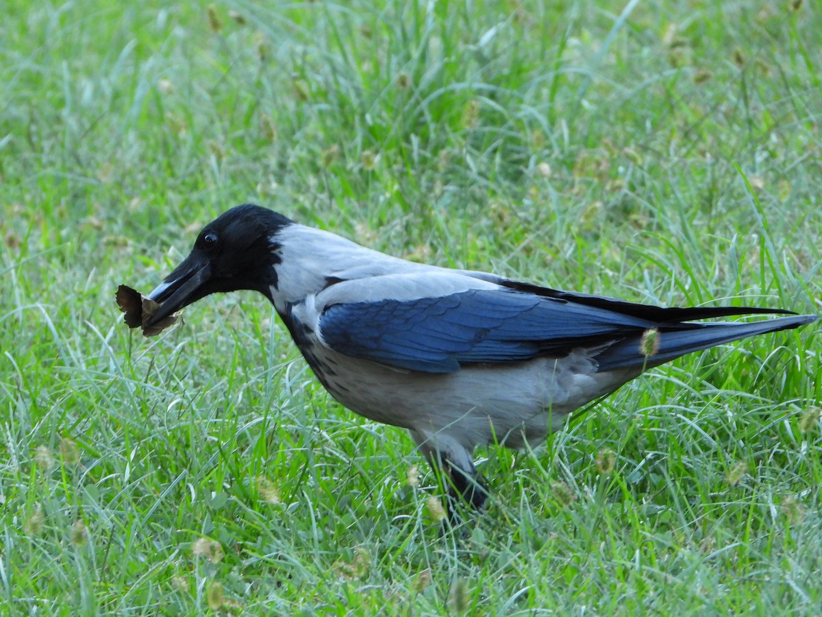 Leş Kargası - ML644763249