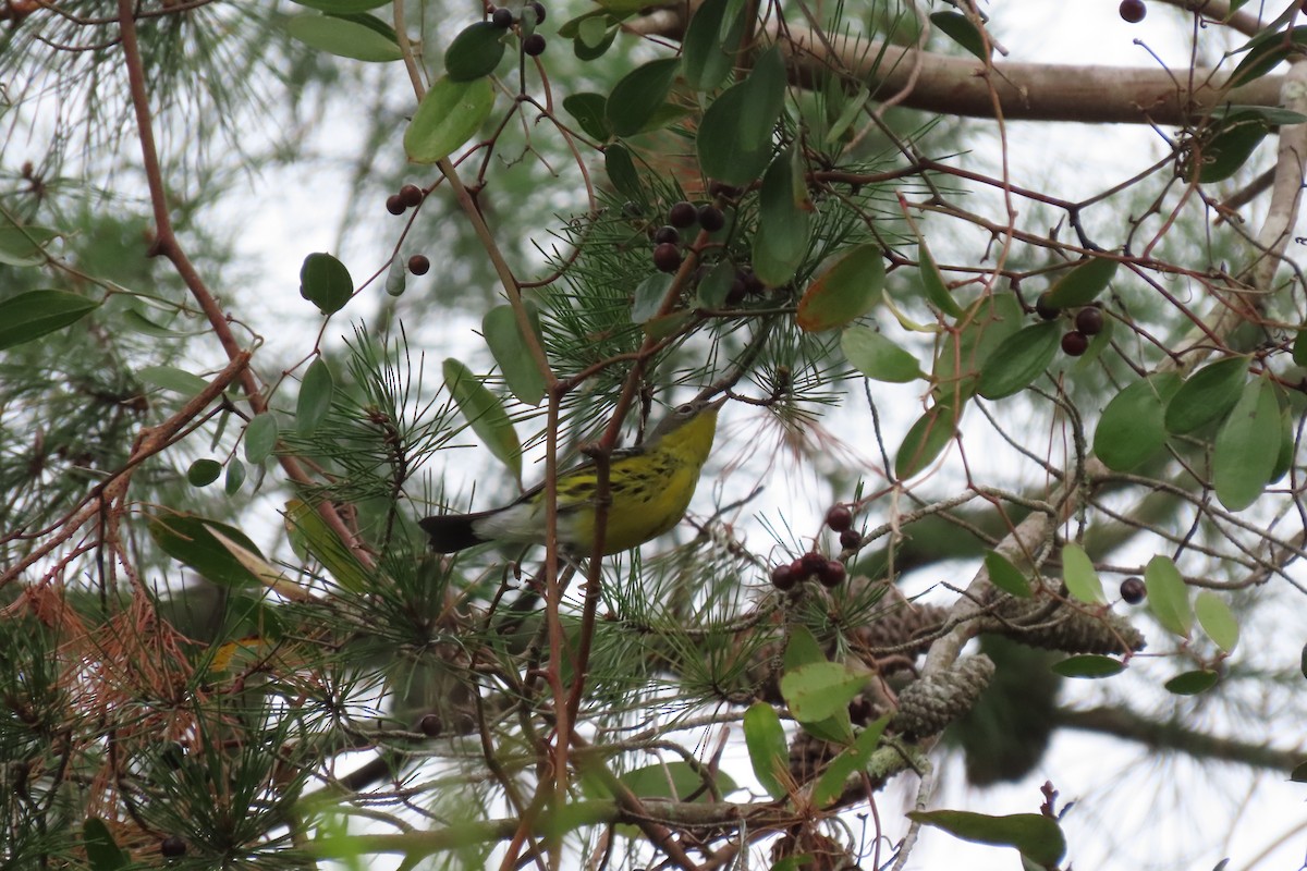 Magnolia Warbler - ML644763250