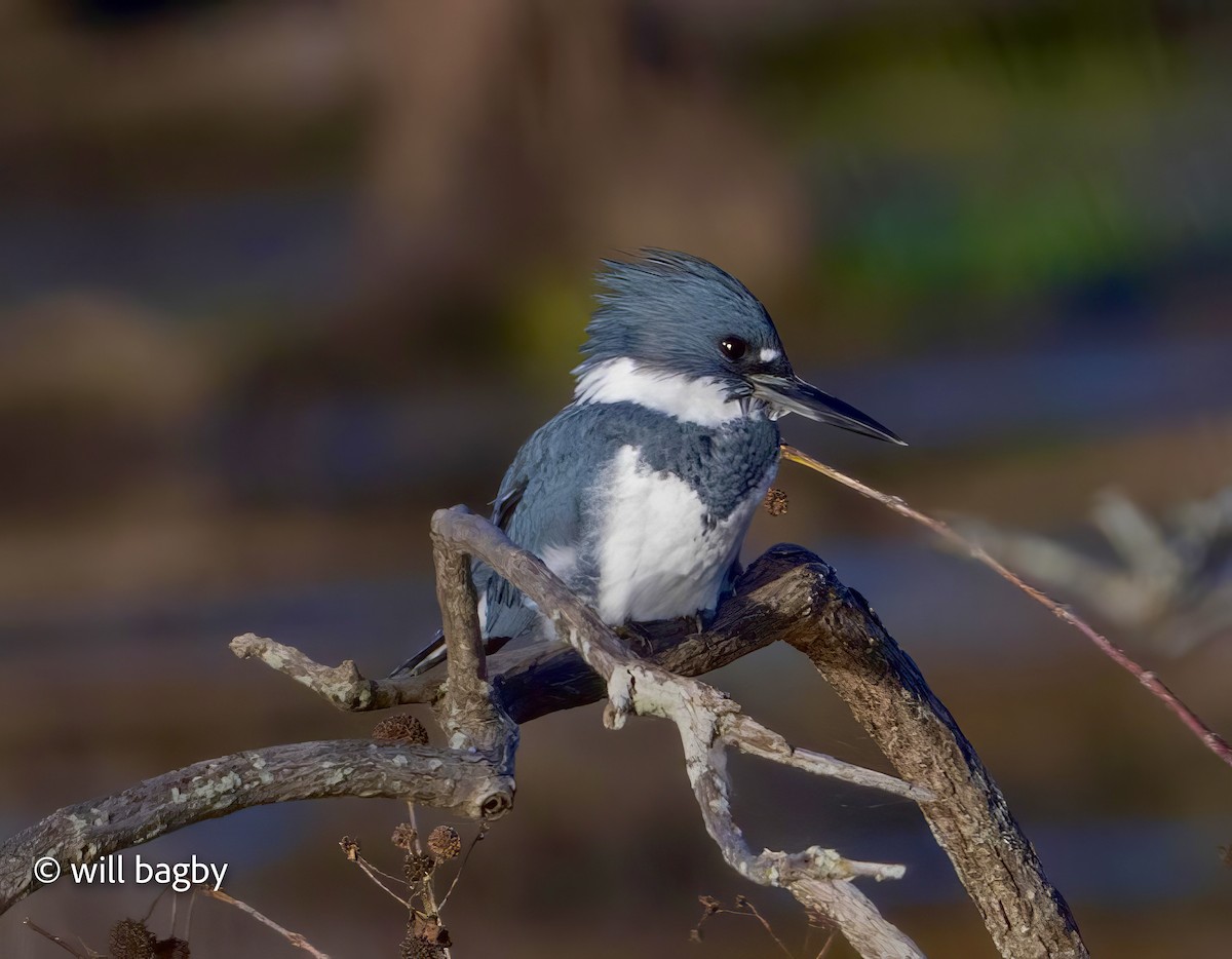 Belted Kingfisher - ML644763267