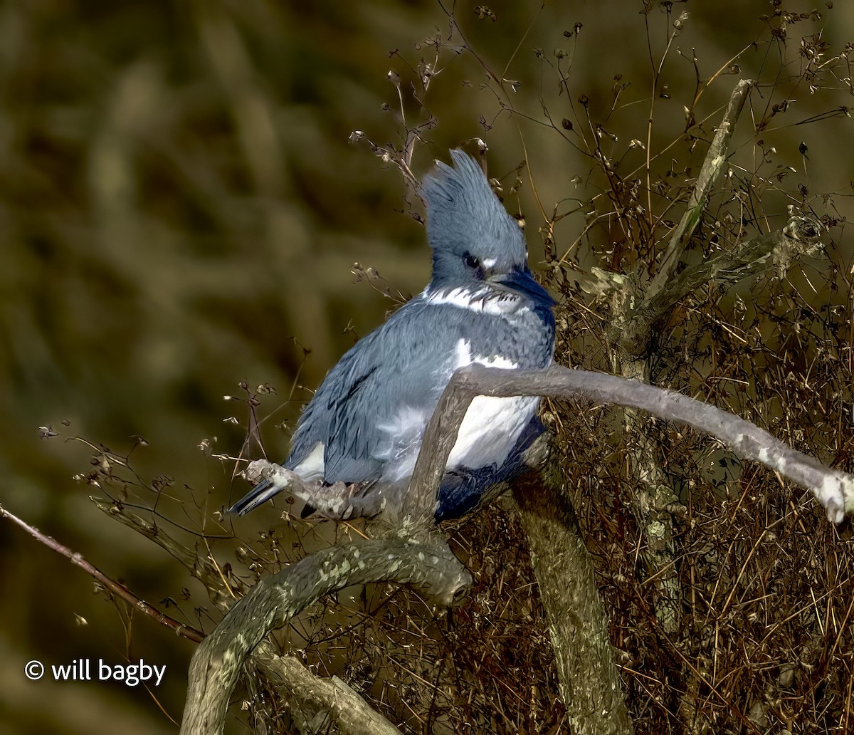 Belted Kingfisher - ML644763268
