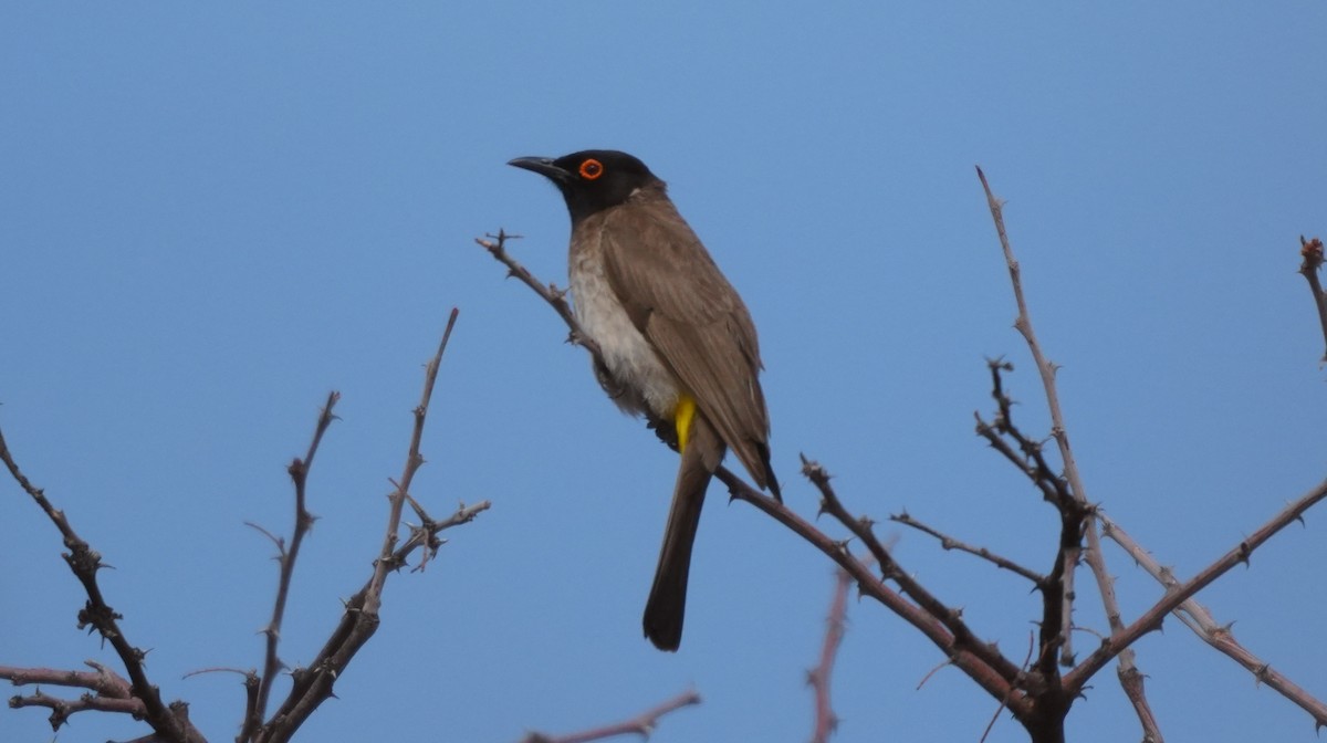 Afrika Arapbülbülü - ML644763269