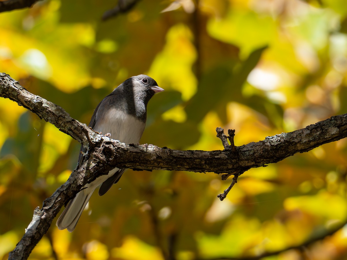 Kara Gözlü Junko - ML644763280