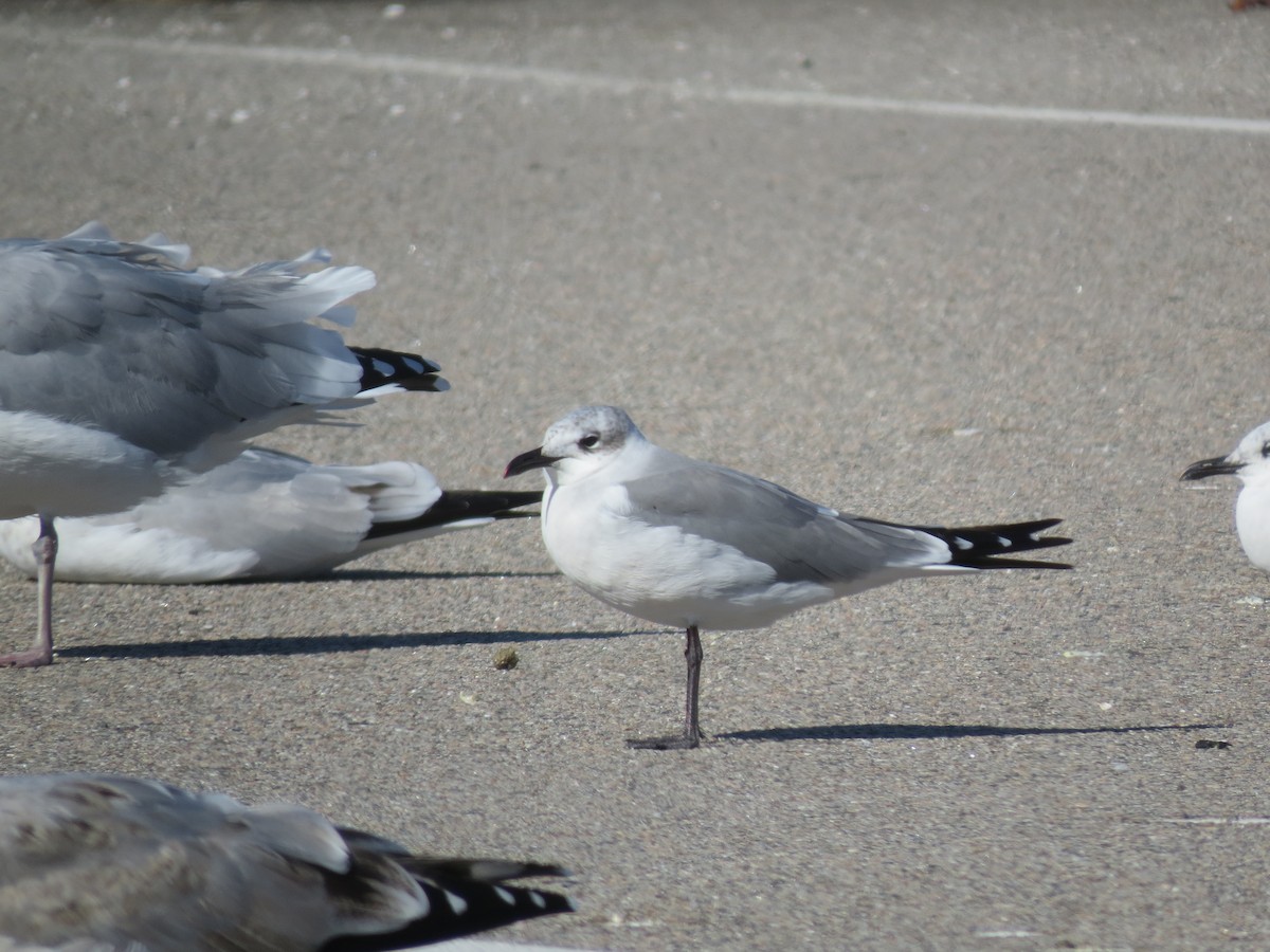 Laughing Gull - ML644763282