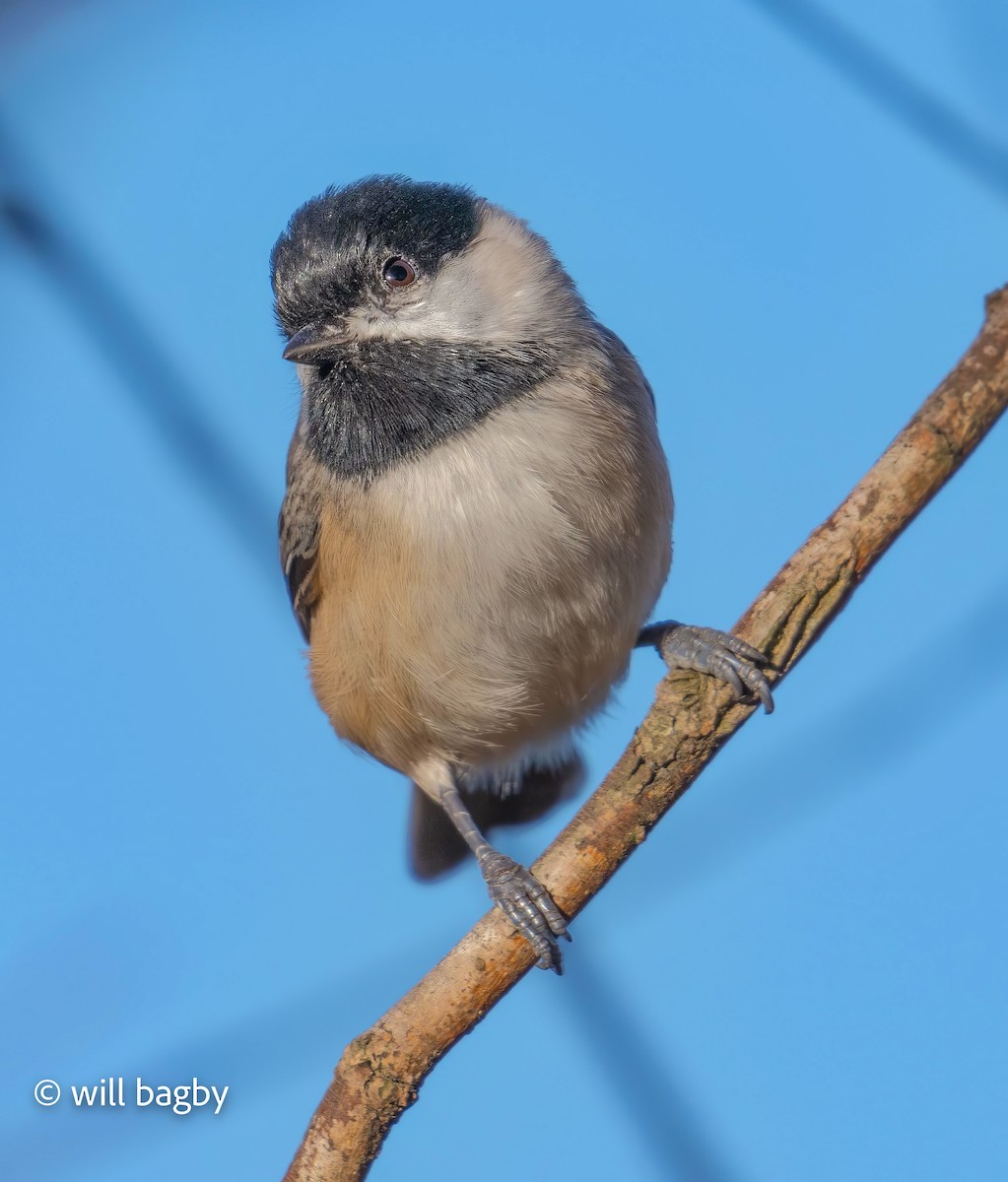 Гаїчка каролінська - ML644763288