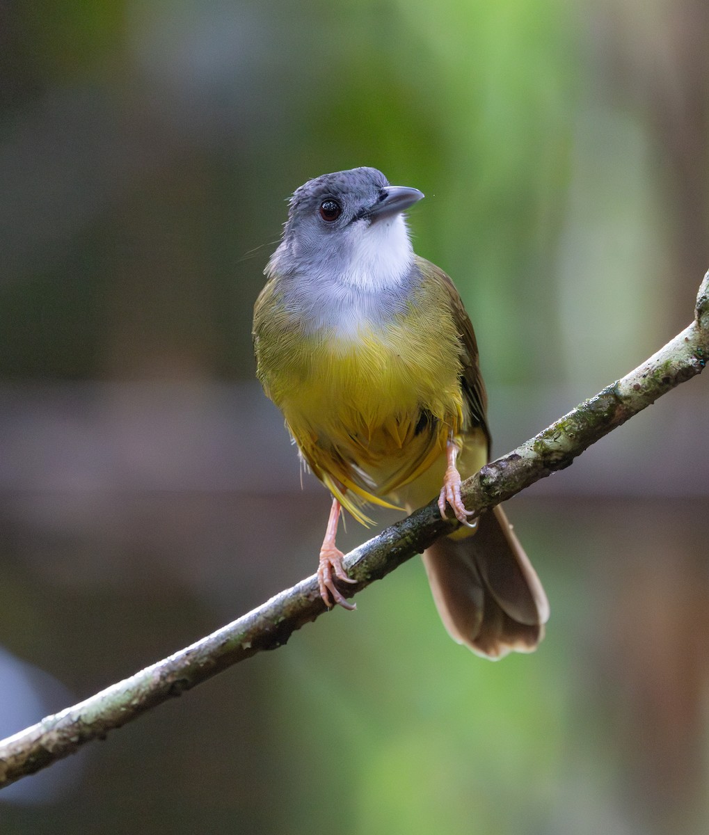 Yellow-bellied Bulbul - ML644763289