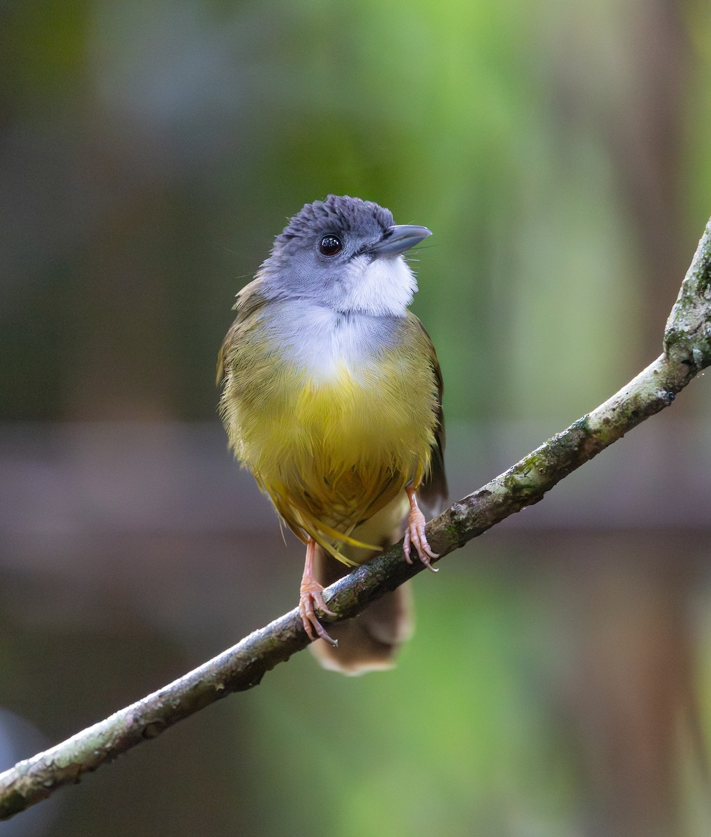 Yellow-bellied Bulbul - ML644763290