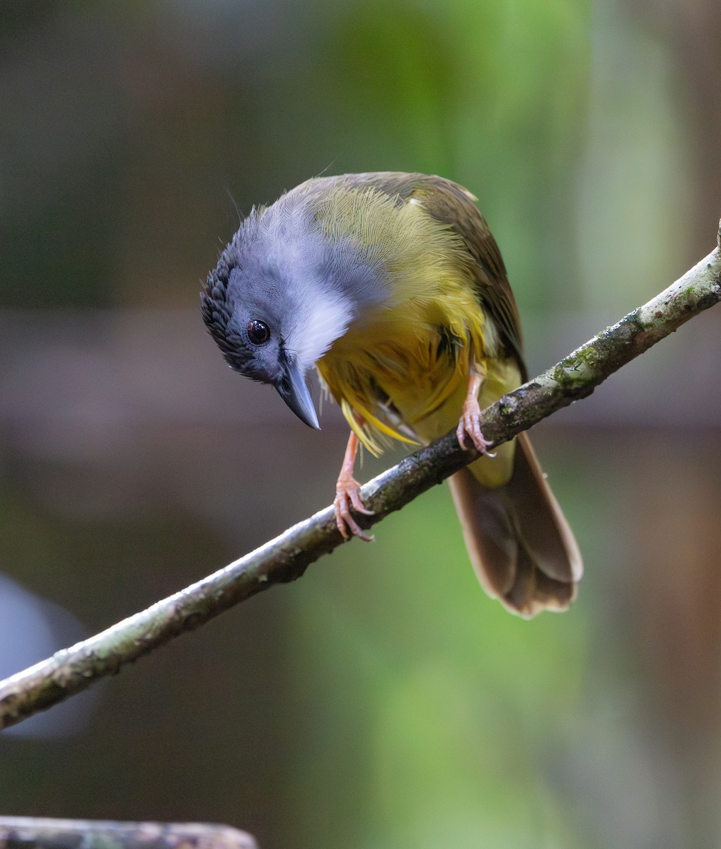Yellow-bellied Bulbul - ML644763291