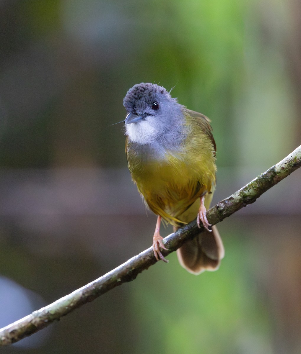 Yellow-bellied Bulbul - ML644763292