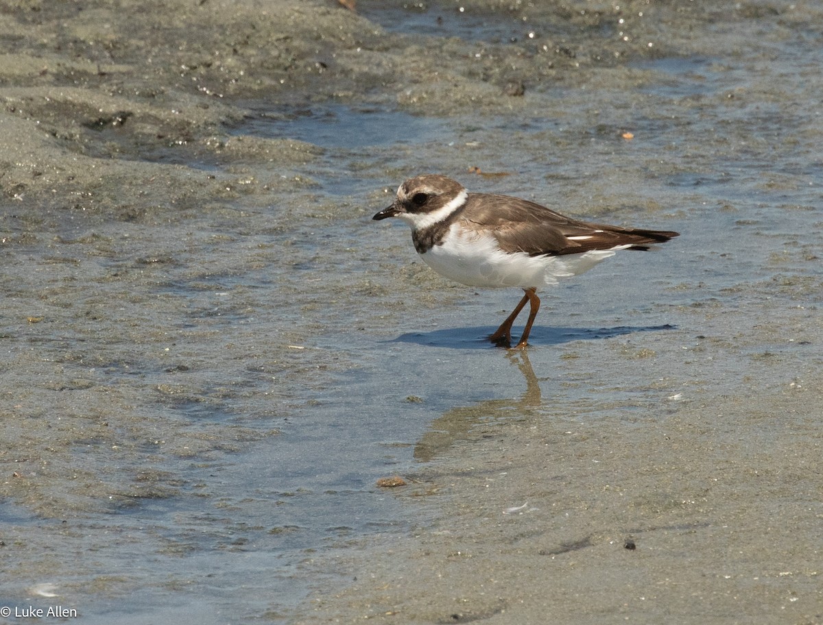 環頸鴴 - ML644763299