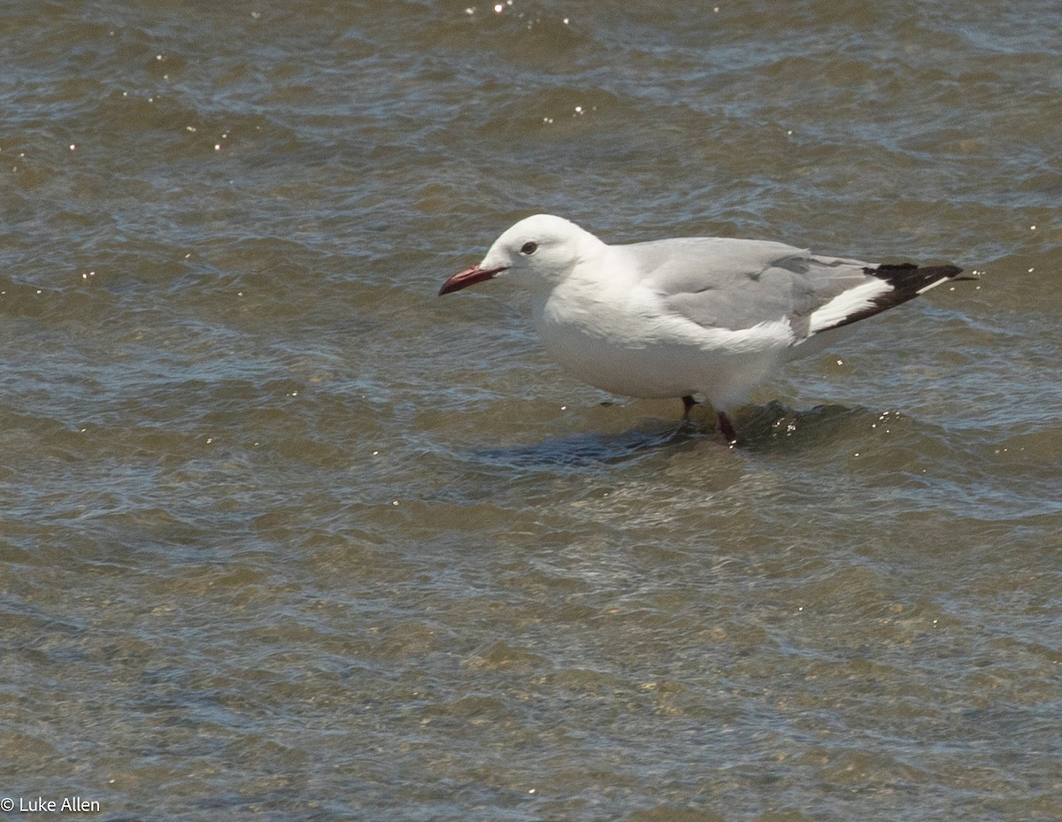Hartlaub's Gull - ML644763304