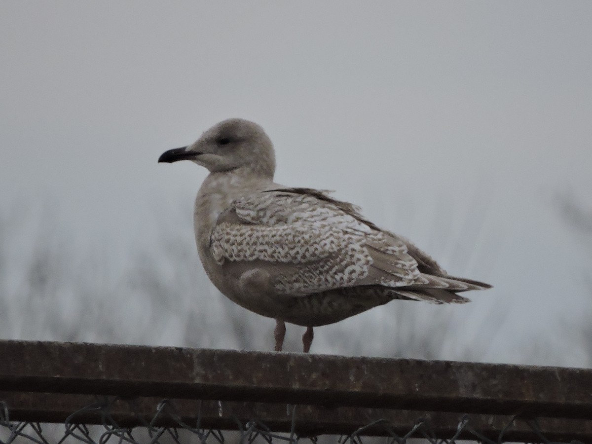 Iceland Gull (kumlieni) - ML644763309