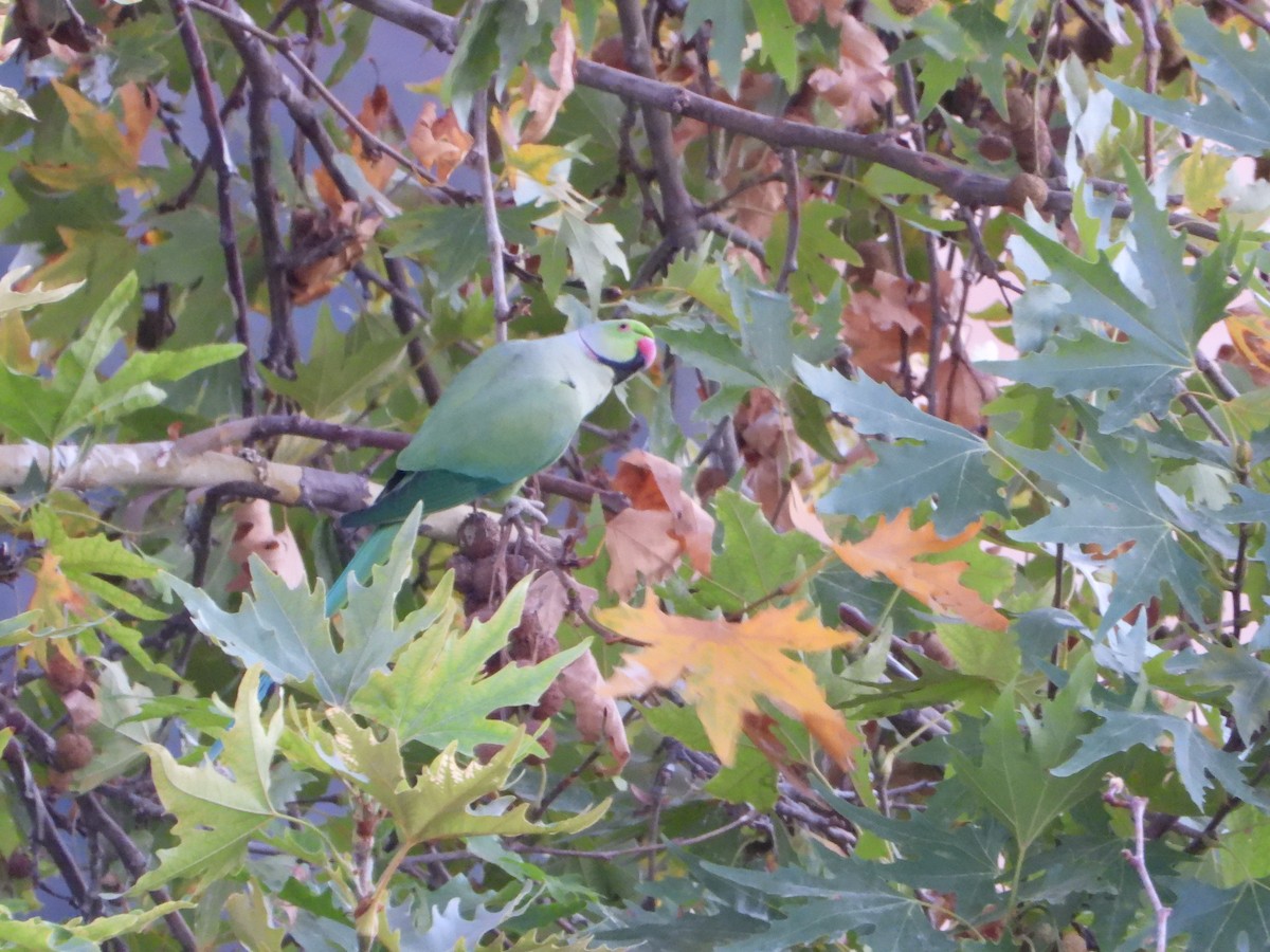 Rose-ringed Parakeet - ML644763311