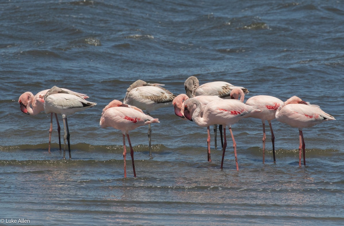 Zwergflamingo - ML644763329