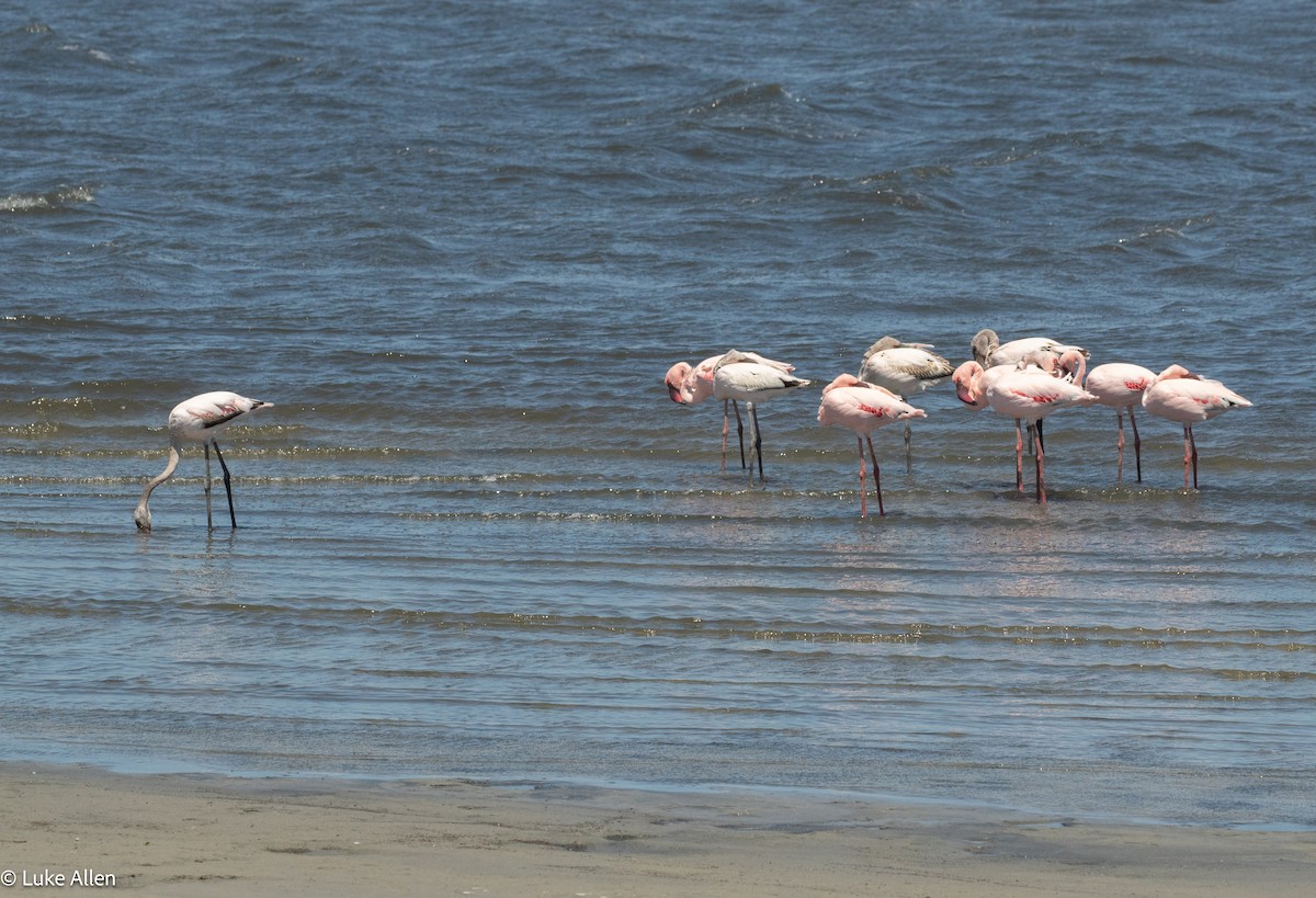 Zwergflamingo - ML644763338