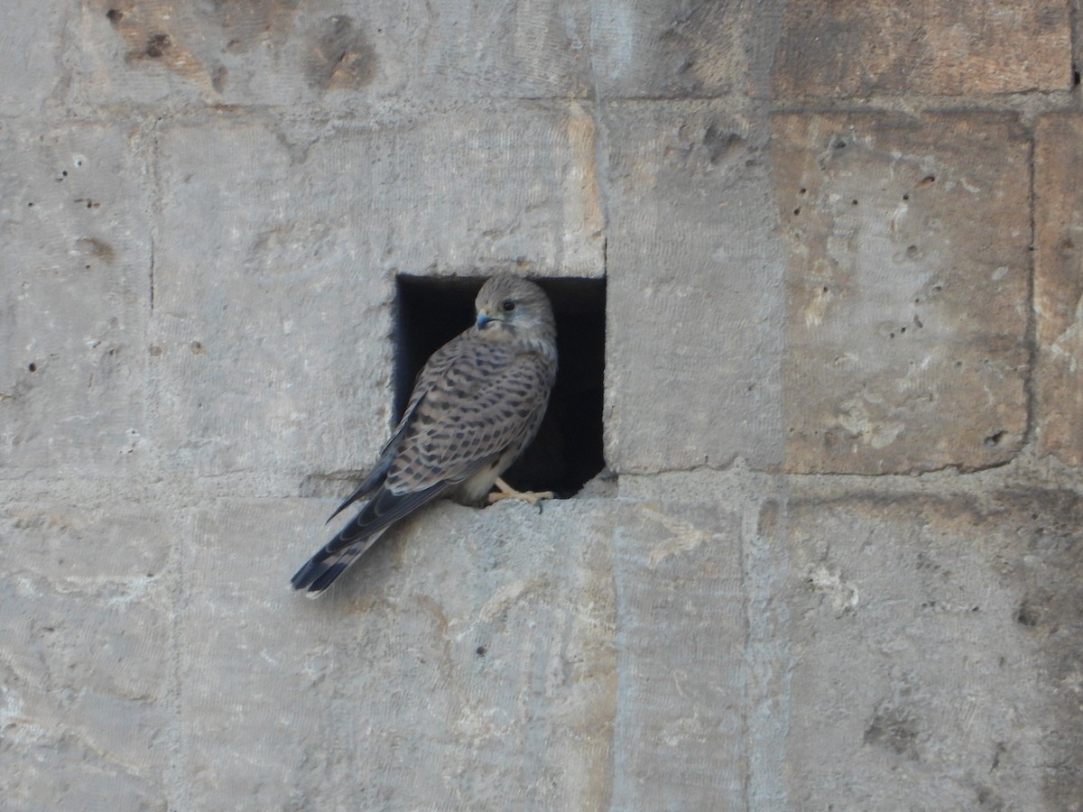 Eurasian Kestrel - ML644763342