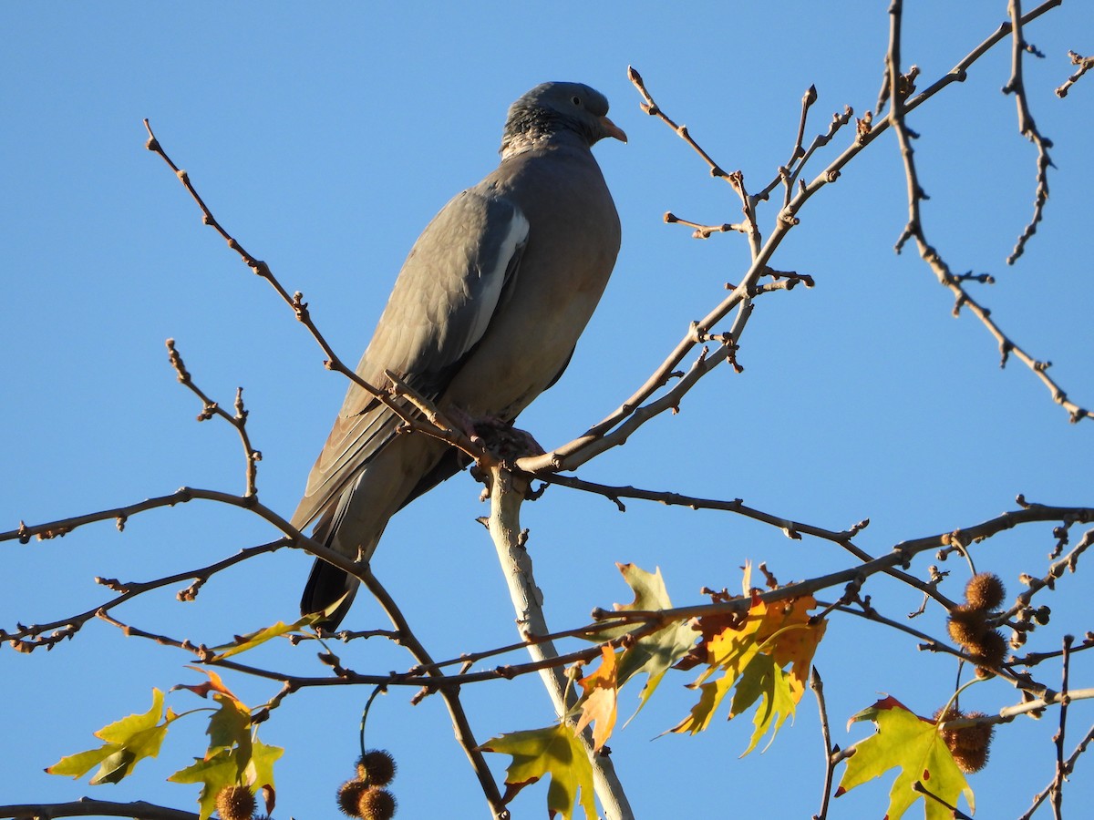 Common Wood-Pigeon - ML644763352